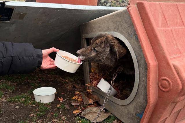 지난 3월 경북 지역에서 발생한 산불 현장에서 목줄에 묶인 채 피하지 못한 동물들이 동물단체들의 구호를 받고 있다. 동물보호단체 위액트 제공