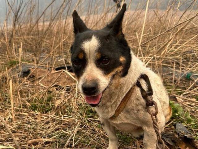 지난 3월 경북권에서 발생한 대형 산불로 인해 화재 현장을 벗어나지 못한 개의 모습. 동물보호단체 위액트 제공