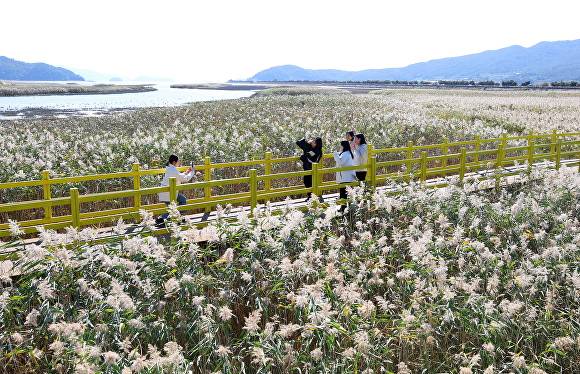 전남 강진군에서 개최된 강진만 춤추는 갈대축제에서 관광객들이 사진을 찍고 있다. [사진=강진군]