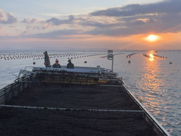 4일 진도군 의신면 접도 서해남부 앞바다에서 작업자들이 김을 채취하고 있다.
