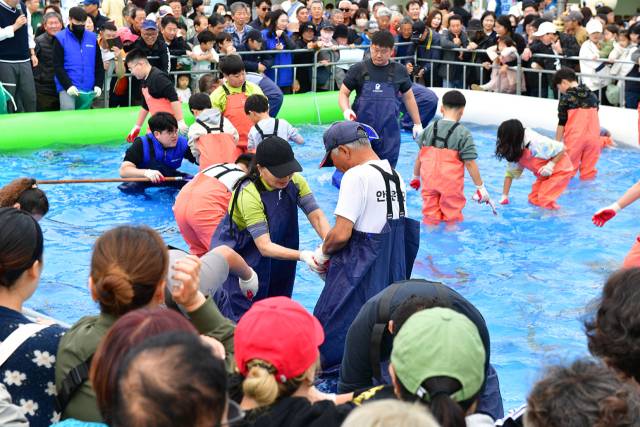 지난해 죽변항 수산물축제에서 관광객들이 맨손 활어잡이 체험을 하고 있다. 울진군 제공