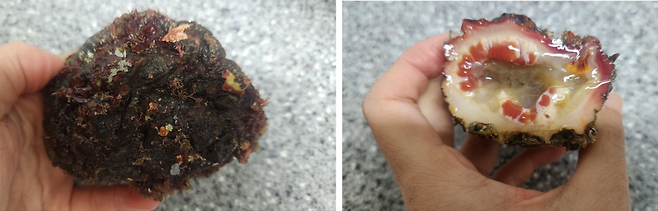 거제 해녀들이 지난달 28일 채취한 돌멍게. 그날 오후 주문해 다음날 새벽 집으로 배송을 받았다. 돌멍게는 돌처럼 생겼지만, 칼로 금방 잘 잘린다. 이성희 기자