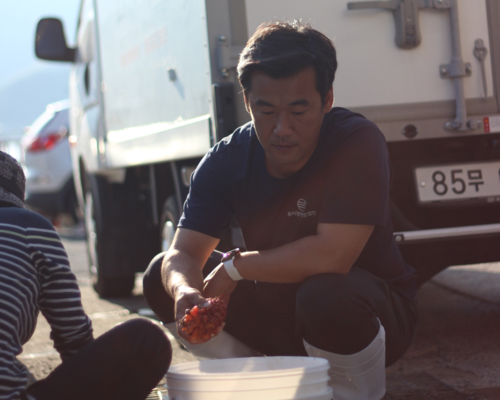 숨비해물 양승현 대표가 경남 거제 구조라항에서 해녀들이 따온 해산물을 살펴보고 있다. 숨비해물 제공