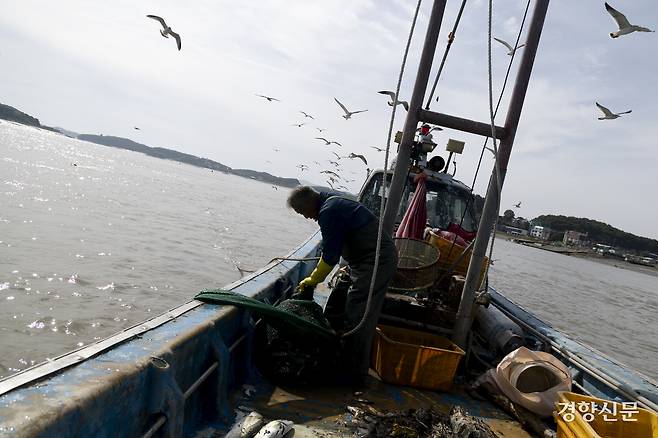 조 선장이 그물을 올리자 기다렸다는 듯 갈매기들이 몰려왔다. 강화 l 문재원 기자