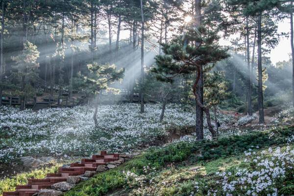 파주관광사진공모전에서 우수상을 받은 장선애씨의 ‘율곡수목원의 빛내림’. 파주시 제공