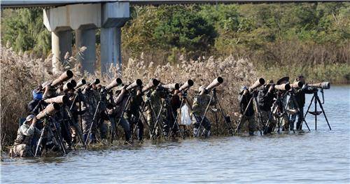강릉 남대천의 대포부대 [촬영 유형재]