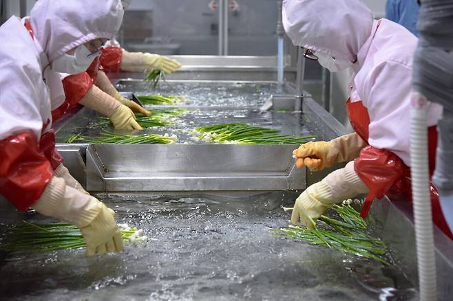 쪽파 세척 모습. 선도농협 제공