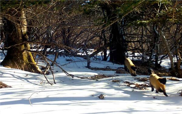 눈밭을 질주하는 담비 가족. 지리산국립공원 제공