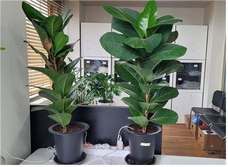 고무나무를 이용한 접지실험 30개월 후 모습. 접지되지 않은 왼쪽 나무는 삐쩍 마른 반면, 접지된 오른쪽 나무는 2배 이상 왕성하게 성장한 모습을 보였다. 맨발걷기국민운동본부 제공