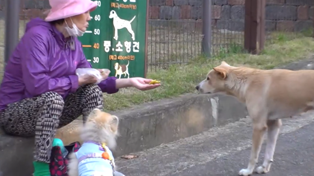 9개월 동안 반려견과 함께 공원 산책을 나온 보호자들은 몽몽이를 물심양면으로 도왔다. 간식은 물론이고 장난감도 챙겨줄 정도였다. SBS 'TV 동물농장' 캡처
