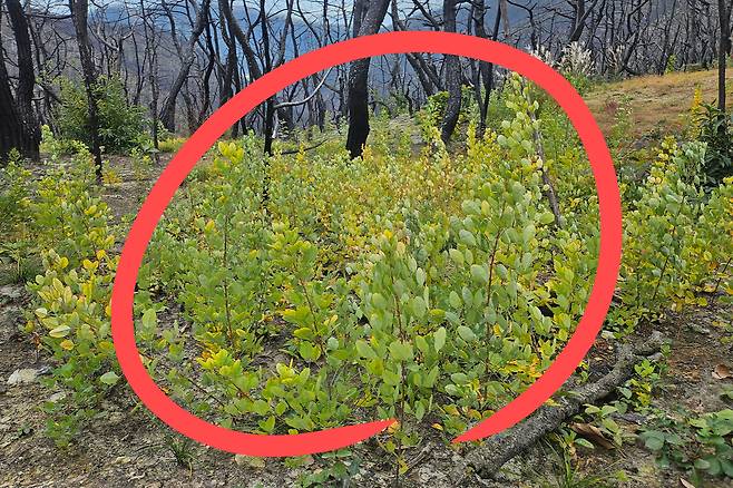 2일 경북 의성 고운사 사찰림 산불 피해 지역에 작은키나무 싸리가 가득 자라고 있다. 김광우 기자.