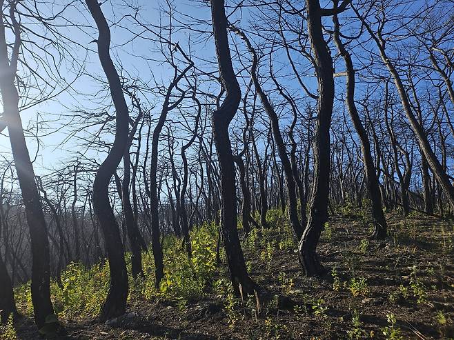 2일 경북 의성 고운사 사찰림 산불 피해 지역에서 죽은 나무들 사이로 새로운 나무가 자라고 있다. 김광우 기자.