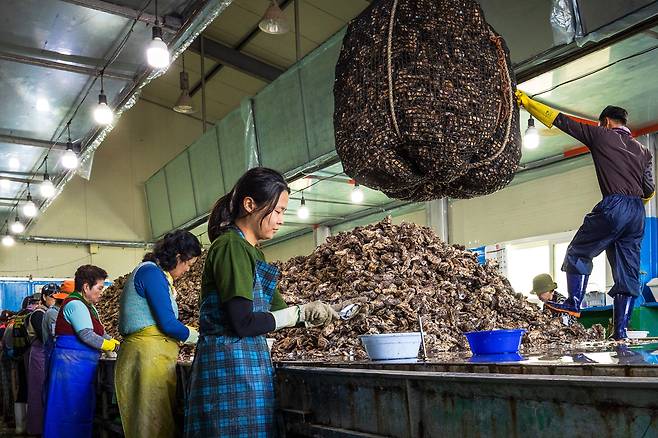 지난달 27일 경남 통영 용남면에 있는 굴 박신장에서 본지 조유미 기자가 껍데기 붙은 ‘각굴’을 까고 있다. 각굴은 까도 까도 쏟아졌다. /이건송 영상미디어 기자