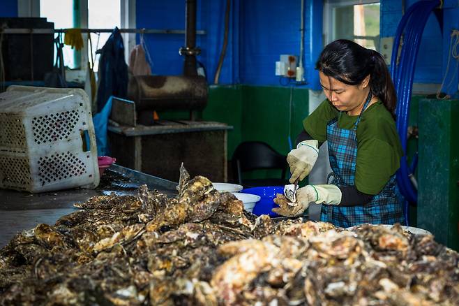 굴 까는 중입니다요~. /이건송 영상미디어 기자