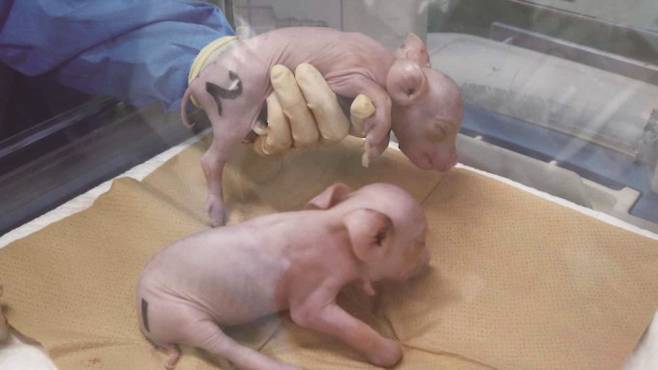 2024년 일본의 스타트업 폴메드테크는 미국의 이제네시스에서 수입한 유전자 편집 세포를 이용해 형질전환돼지를 탄생시켰다. 윤익진 건국대병원 외과 교수는 “5년 안에 형질전환돼지를 사고파는 시장이 열릴 것”이라 전망했다. PorMedTec 제공