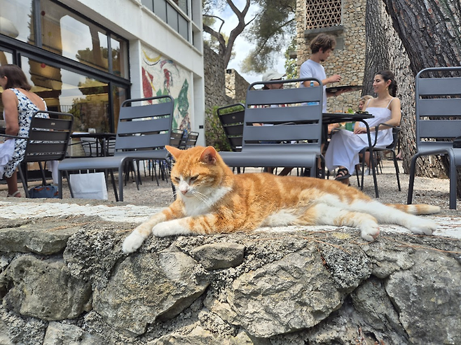 사람을 전혀 무서워 하지 않는 천하태평 치즈냥이. ©김슬기