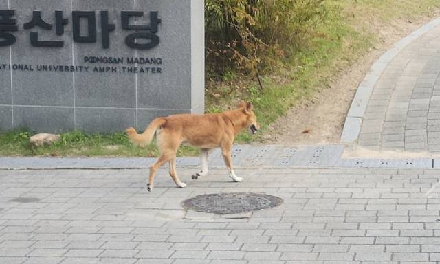 지난달 31일 서울대 관악캠퍼스 버들골 풍산마당 인근을 활보 중인 들개. 사진=연합뉴스