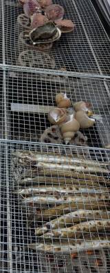 씨푸드 그릴 페스타에 선보인 1만원 수산물. 박승혁 기자