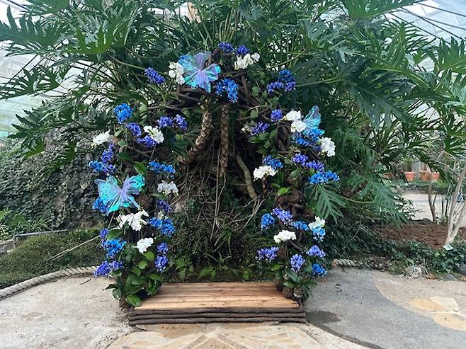 ▲함평군 자연생태공원, ‘나비가 피운 꽃, 호접란’ 특별전 개최 [전남 함평군]