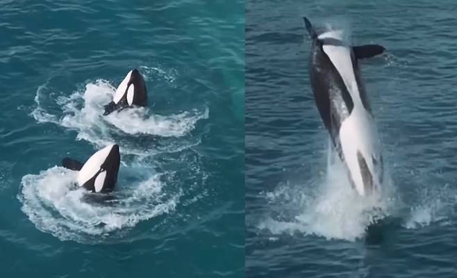 공연을 선보이는 '위키'와 '케이조' [sephlawless 인스타그램 캡처]