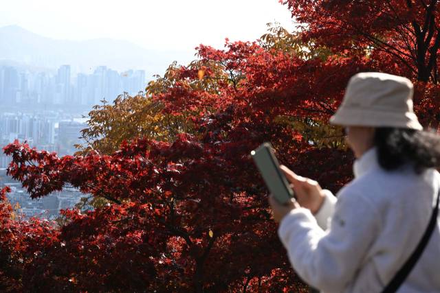 완연한 가을 날씨를 보인 9일 서울 중구 남산을 찾은 한 시민이 붉게 물든 단풍을 사진으로 남기고 있다. 조태형 기자 2025.11.09