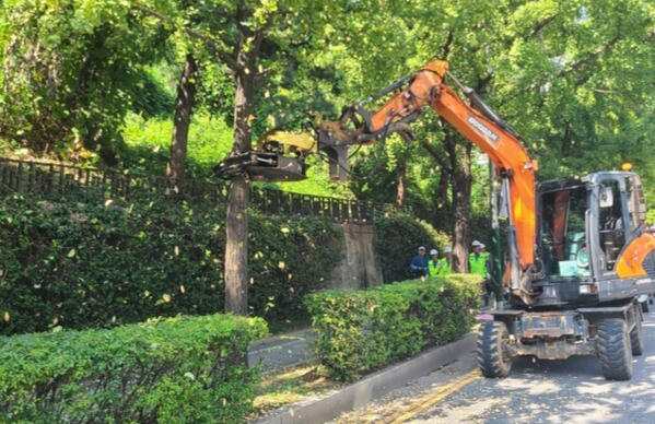 인천시는 매년 진동수확장치를 활용해 은행나무 열매를 조기 수확하고 있다. <사진=남동구 제공>