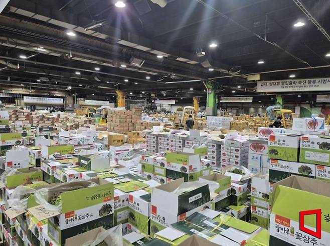 서울 송파구 가락동 농수산물종합도매시장 채소동에 전국에서 모인 상추가  경매를 위해 진열돼 있다. 김흥순 기자