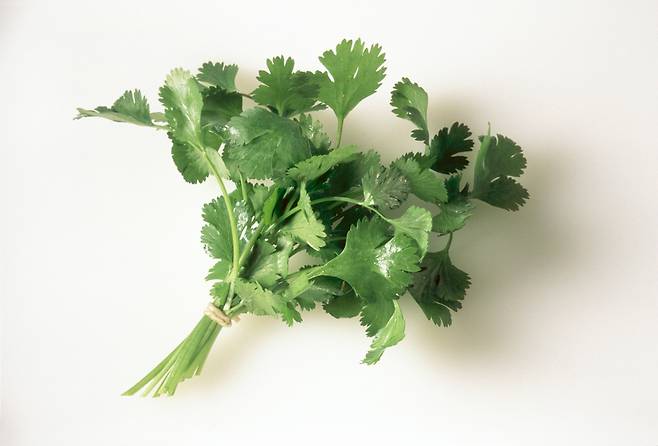 고수를 좋아하지 않는 사람은 ‘비누 냄새’ ‘화장품 맛’에 비유하며 강한 거부감을 보인다.&nbsp;클립아트코리아 제공