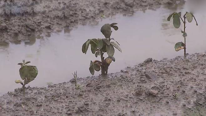 [전주MBC 자료사진]