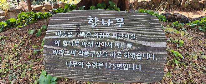 향나무 아래 설치된 안내판.