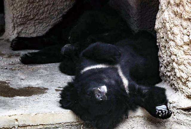 지난 2023년 8월2일 서울 광진구 어린이대공원 동물원에서 반달가슴곰 가족이 그늘에서 더위를 피하고 있는 모습. 기사 내용과 직접 관계 없는 사진. 뉴시스