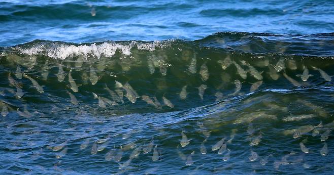 파도 타는 숭어 떼 '물 반 고기 반' [촬영 유형재]