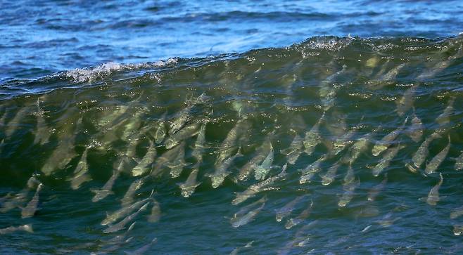 서핑 즐기듯 파도 타는 숭어 떼 [촬영 유형재]