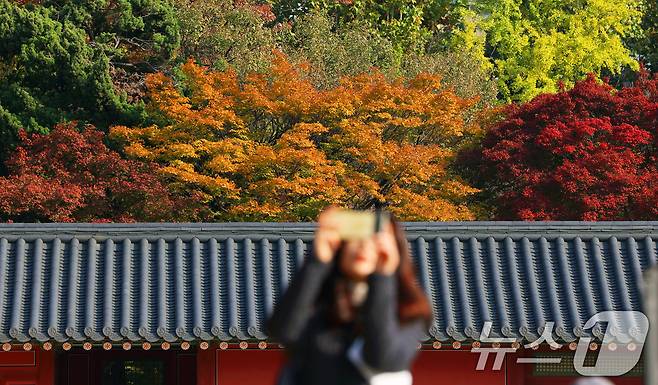 서울 중구 덕수궁에서 단풍 사진을 찍는 시민 모습/뉴스1 ⓒ News1 황기선 기자