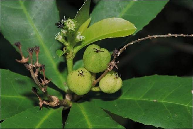 악취 저감 효능이 우수한 크로톤 포일라네이. 국립생물자원관 제공