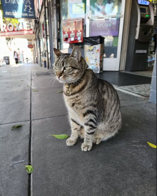 지난달 27일 미국 샌프란시스코의 한 상점가에서 지내다 자율주행 택시 '웨이모'에 치여 세상을 떠난 고양이 '킷캣'의 생전 모습. 랜다스 마켓 인스타그램 캡처