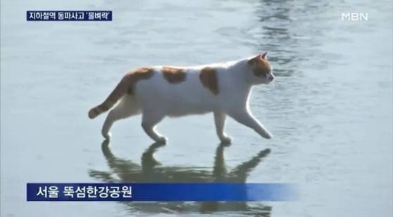2024년 1월 온라인에서 크게 유행한 ‘꽁꽁 얼어붙은 한강 위로 고양이가 걸어다닙니다’ 밈. 사진 MBN 영상 캡처