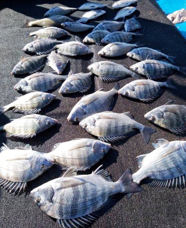 완도권에서 잡힌 감성돔.