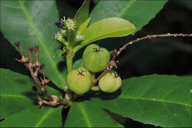 국립생물자원관이 오는 13일 통상실시권 계약을 통해 해외생물자원에서 발굴한 특허 3건을 기업에 이전한다. 사진은 악취 저감 효능을지닌 크로톤 포일라네이 .&nbsp;국립생물자원관