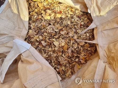 한곳에 모인 낙엽들 (서울=연합뉴스) 서윤호 인턴기자 = 지난 10일 오전 서울 남산공원에서 청소 후 마대자루 안에 쌓인 낙엽. 2025.11.12