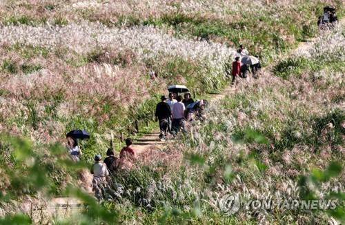 하늘공원 억새밭 산책로 [사진/백승렬 기자]