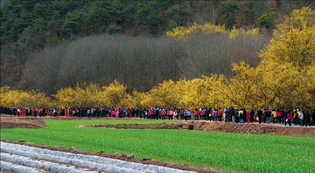 산수유 꽃맞이 축제에 참가한 관광객들이 뚝길을 따라 걷고 있다.의성군 제공