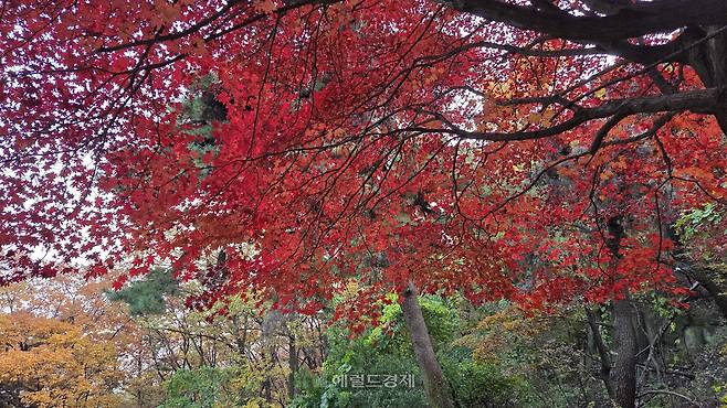 불암산 단풍