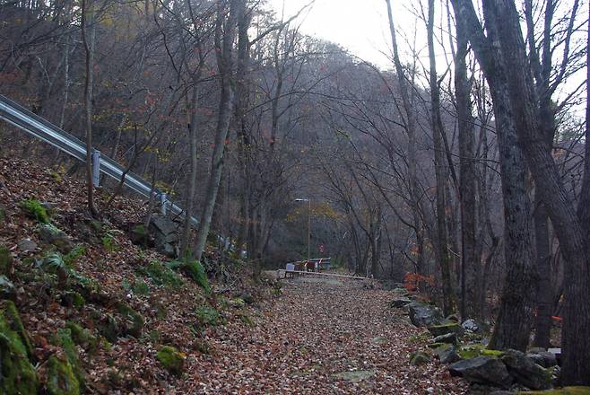 용대자연휴양림의 산책로. 단풍과 낙엽이 한창이다