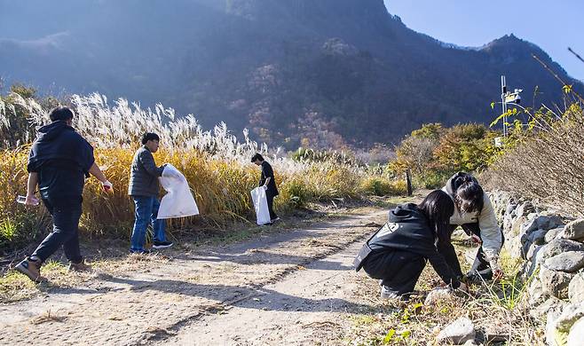 울릉도 나리분지(알봉)에서 플로킹을 하는 울릉군청 공무원들./울릉군청 제공