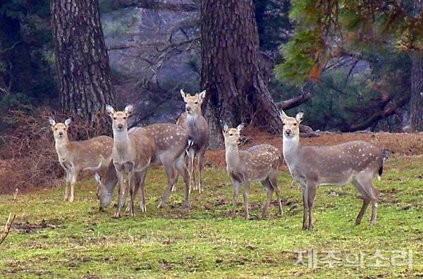 제주 마방목장에서 [제주의소리] 취재진 육안에 확인된 야생 꽃사슴. ⓒ제주의소리 자료사진