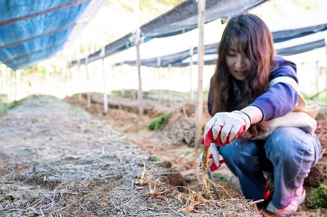신안골 모퉁이 인삼캐기 체험