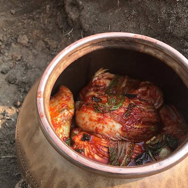 토종 청방배추로 담근 김장을 텃밭에 묻은 항아리에 담았다. 한겨레 자료