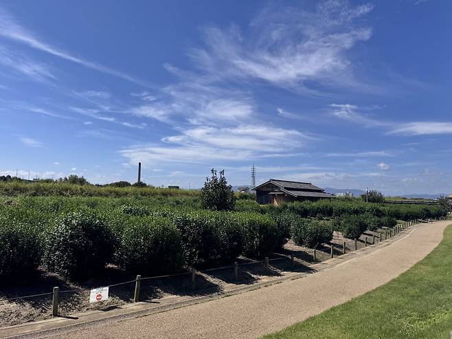 차즈나 주변 차밭 전경./김현주 에디터