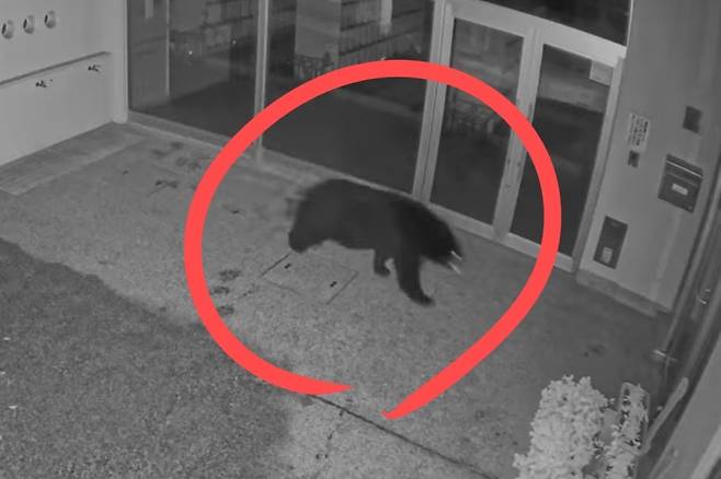 지난달 29일 일본 야마가타현 한 초등학교에 나타난 야생곰.[X(구 트위터) 갈무리]